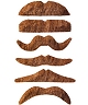 Bacchantes N2 rousses S011195Existe en :MOD 2,MOD 5