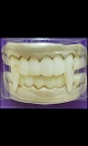 Dentier Dracula