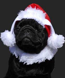 Bonnet de No�l pour chien