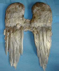Ailes plumes Or