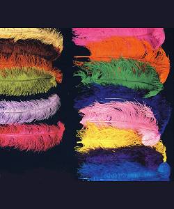 Plume autruche 55-60cm
