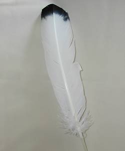 Plume noire et blanche 25-35cm