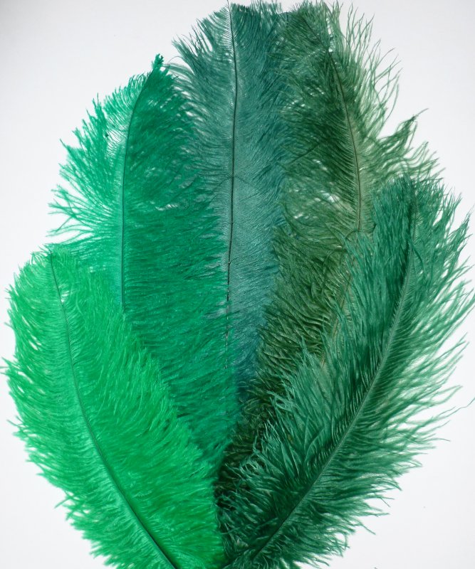 Plume d Autruche Verte 30-40cm