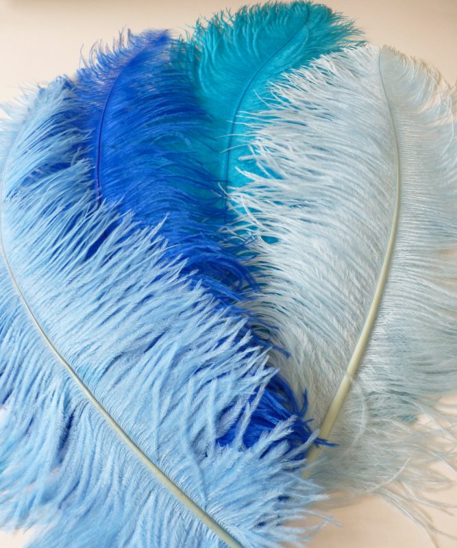 Plume Autruche Bleue 50-60cm