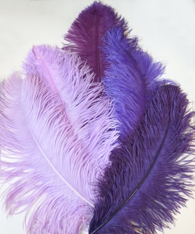 Plume Violette  50-60cm