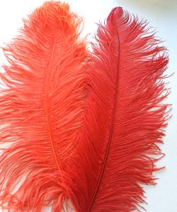 Plume d autruche Rouge 50-60cm