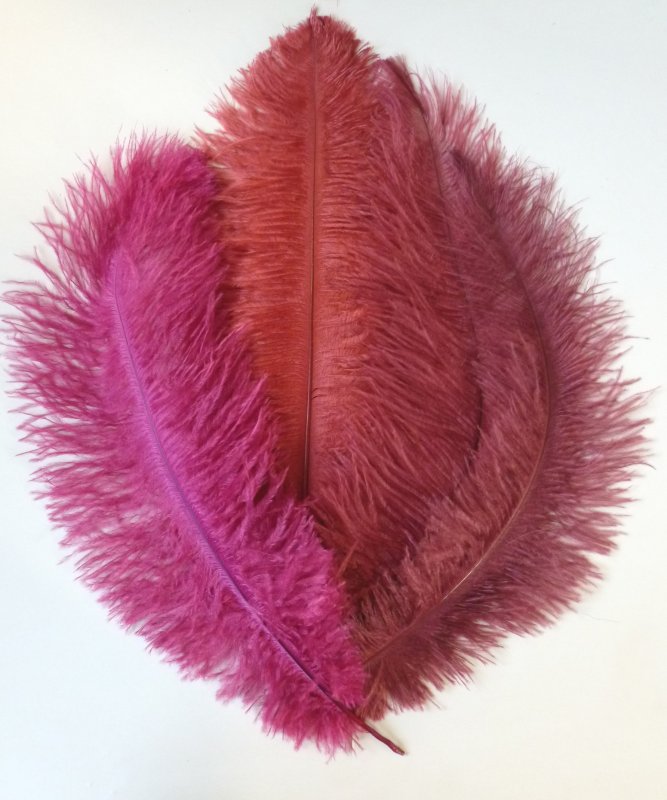 Plume Autruche 30-40cm