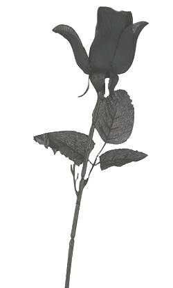 Rose Noire