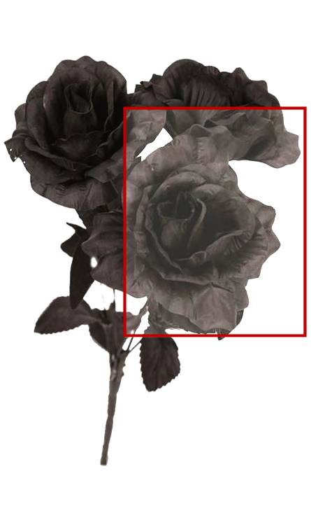 Roses-noires-1