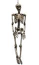 Squelette-90cm