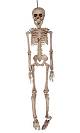 Faux-squelette-50cm-pour-décoration